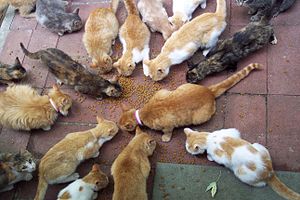 Dinner time for the feral cats who live in my ...