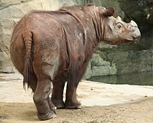 Rhinocéros de Sumatra vu de trois-quart dos dans le parc d'un zoo.