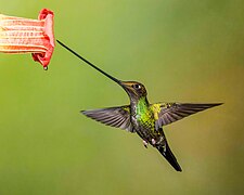 Sword-billed hummingbird (male) at Guango Lodge, Ecuador (21310837273)