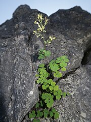 生育環境。石灰岩の岩場に生育する。埼玉県二子山。