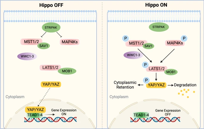 Fichier:The core Hippo pathway in mammals.webp