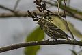 Tibetan serin