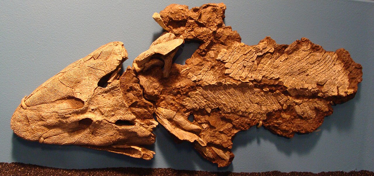 http://upload.wikimedia.org/wikipedia/commons/thumb/f/fa/Tiktaalik_Chicago.JPG/1280px-Tiktaalik_Chicago.JPG