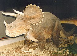 Triceratops model, Royal Belgian Institute of Natural Sciences, Brussels