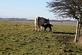 Newborn calf on South Downs, Feb 09