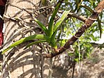 Vegetative reproduction of Vanda tessellata