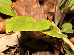 葉は革質で硬く厚く、光沢がある。