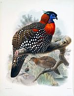 WestTragopan.jpg