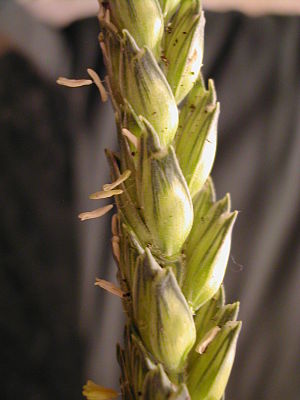 English: Winter wheat (Triticum) ear in France...