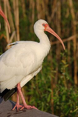 Un ibís (eudocimus albus).