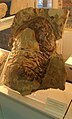 Isotelus rex, найбільший відомий трилобіт