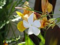 Vignette pour Jasminum grandiflorum