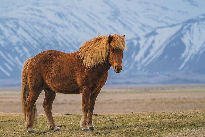 图为一只藏斯卡里种的小马，摄于印度北部的拉达克。
