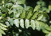 Zanthoxylum piperitum