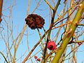 Hockenheim, Dezember 2013 mit Galle (Diplolepis rosae)