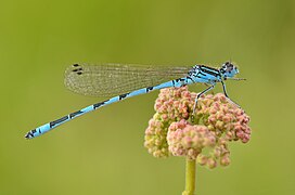 Agrion de Mercure.