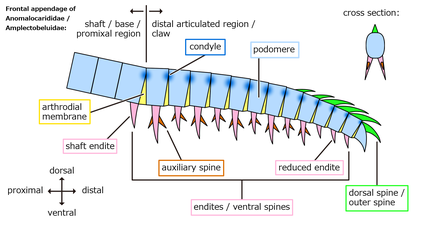 Morphology (Anomalocarididae and Amplectobeluidae) 形態（アノマロカリス科とアンプレクトベルア科）