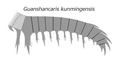 Guanshancaris kunmingensis グアンシャンカリス・クンミンゲンシス