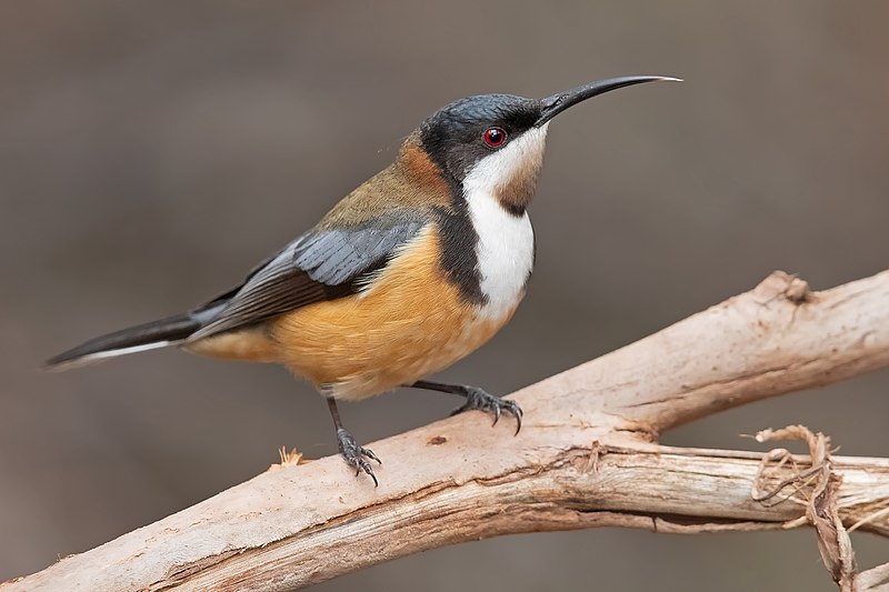 Eastern Spinebill (Acanthorhynchus tenuirostris), Mogo Campground, New South Wales, Australia
