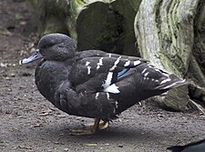 African Black Duck 2. jpg