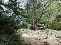 L'Albero con gli Occhi, sotto il quale meditava Tiziano Terzani, presso Orsigna (Pistoia), circondato da bandiere di preghiera tibetane e cairn.