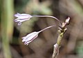 Allium peroninianum