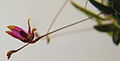 Anathallis articulata - Flickr. 
 005. jpg