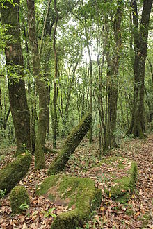 Ancient monoliths in Mawphlang sacred grove, India Ancient monoliths in Mawphlang sacred grove.jpg