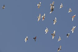 عکس یک دسته کبوتر خانگی در حال پرواز