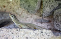 Anolis oculatus ;