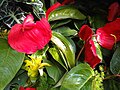 Anthurium scherzerianum