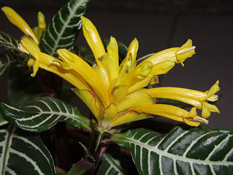 Fleur de « plante zèbre » (Aphelandra squarrosa), un arbuste tropical d’origine américaine. (définition réelle 2 560 × 1 920*)