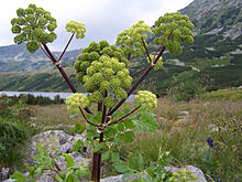 Harilik kikkaputk (Angelica archangelica)