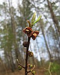 Thumbnail for Asimina parviflora