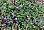 Miniatuur voor Astragalus bibullatus