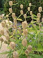 Astragalus centroalpinus