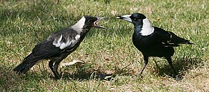 English: Two Australian Magpies (Cracticus tib...