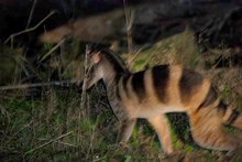 Banded Palm Civet.png