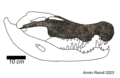 Skull reconstruction