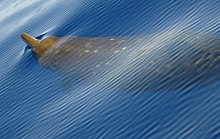 dense beaked whale