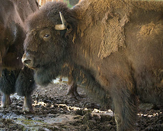 Американский степной бизон в Приокско-террасном заповеднике