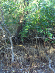 Black mangrove pneumatophores