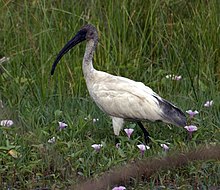 Nigrakapa ibiso en la provinco Guĝarato de Barato