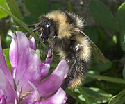 Humlearten Bombus kirbiellus.