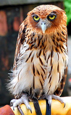 Bubo philippensis.jpg