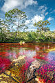 Aanblik van de Caño Cristales (standplaats)