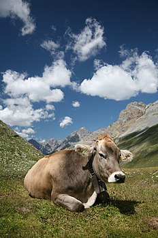 Une vache braunvieh, en Engadine. (définition réelle 2 912 × 4 368)