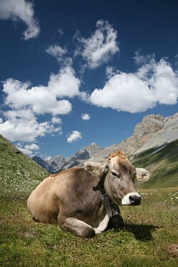 गाई