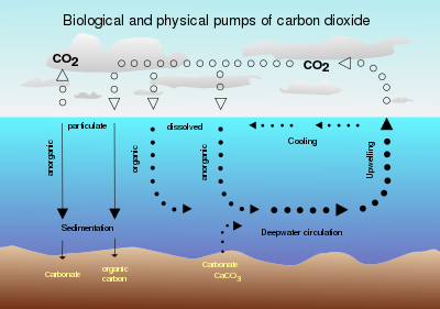 CO
2 sequestration in the ocean CO2 pump hg.svg