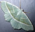 Campaea margaritaria (Linnaeus, 1761)